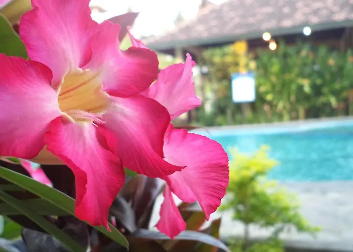 My Guest house Lovina (Bali)
