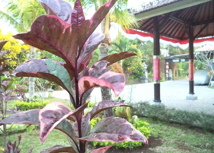 My Guest house Lovina (Bali)